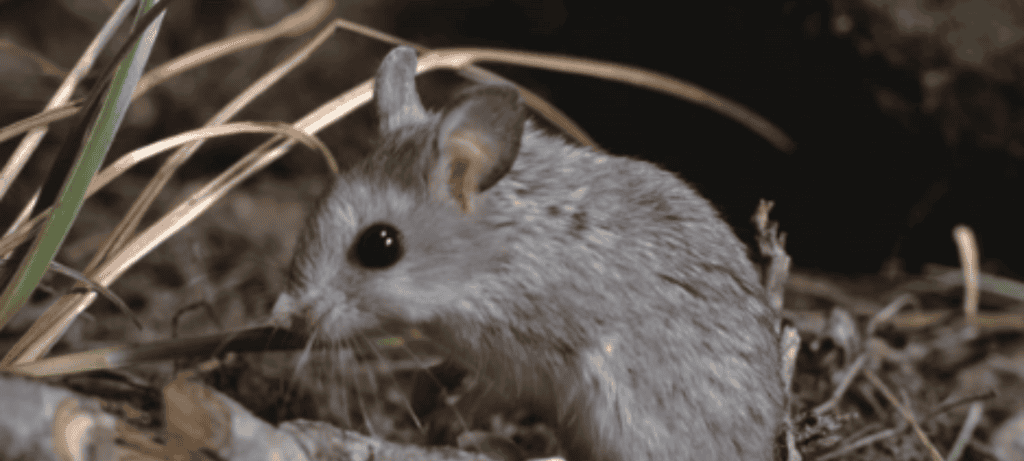 Rato-gafanhoto “uiva” à noite e intriga cientistas com eco de lobos - Imagem do artigo