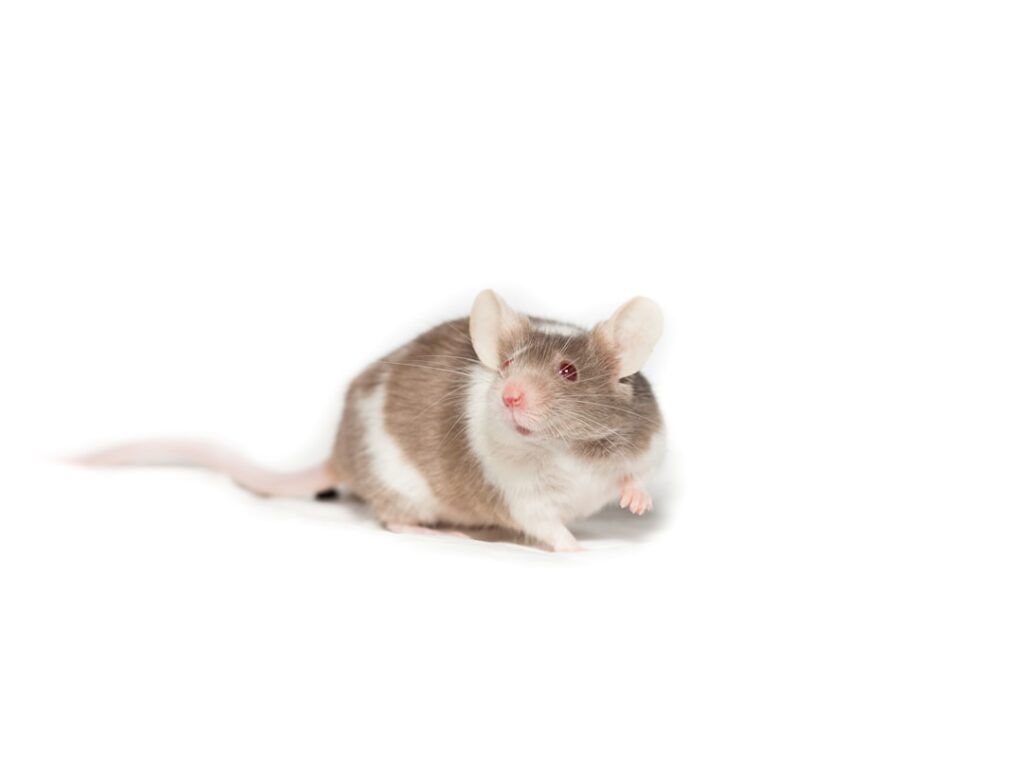 Mouse gamer em 2026: como escolher sem errar - Qual mouse escolher para cada tipo de usuário?